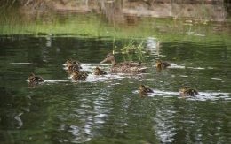 Canards sur l'étang de Grand creux - JPEG - 200.6 ko